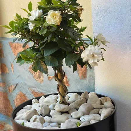 Olive Tree Lejlighed