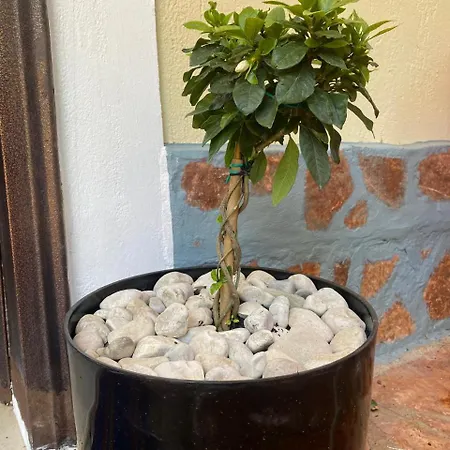 Olive Tree *
