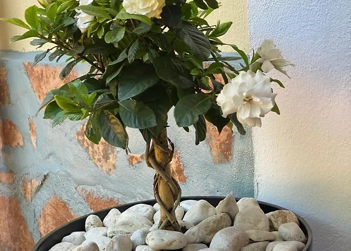 Olive Tree Apartamento